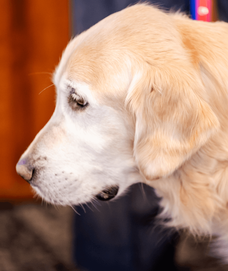 Warrior Canine Connection service dog